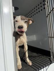 Shelter Stray Female Dog last seen Near BLK K ST BAKERSFIELD,CA, 201 S Mt Vernon Ave, Bakersfield, CA 93307, USA