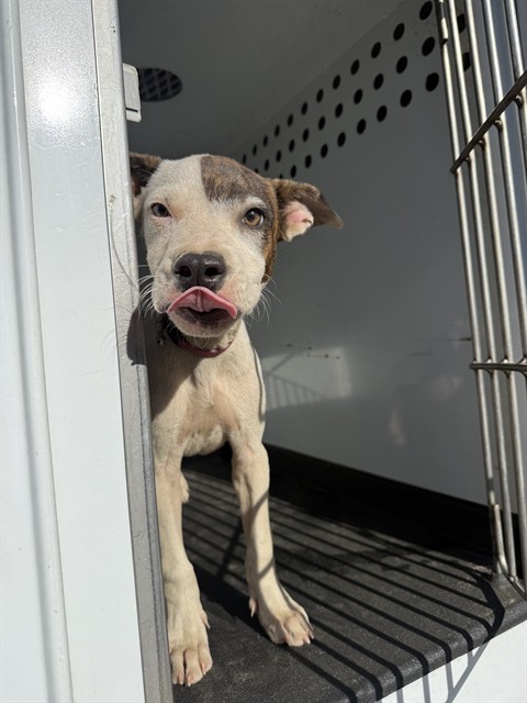 Shelter Stray Female Dog last seen Near BLK K ST BAKERSFIELD,CA, 201 S Mt Vernon Ave, Bakersfield, CA 93307, USA