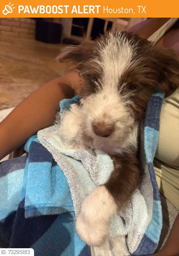 Found/Stray Female Dog last seen Greater Inwood, Houston, TX 77091