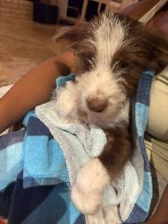 Found/Stray Female Dog last seen Greater Inwood, Houston, TX 77091