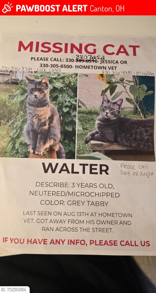 Lost Male Cat last seen Middlebranch and Applegrove, Canton, OH 44721