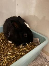 Shelter Stray Unknown Rabbit last seen Near BLOCK COUNTRY VIEW RD SW, 3001 2nd St SW, Albuquerque, NM 87105, USA