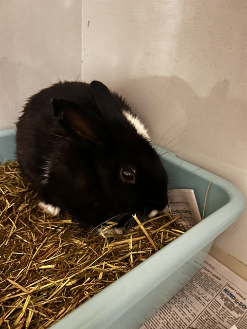 Shelter Stray Unknown Rabbit last seen Near BLOCK COUNTRY VIEW RD SW, 3001 2nd St SW, Albuquerque, NM 87105, USA