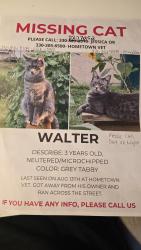 Lost Male Cat last seen Middlebranch and Applegrove, Canton, OH 44721