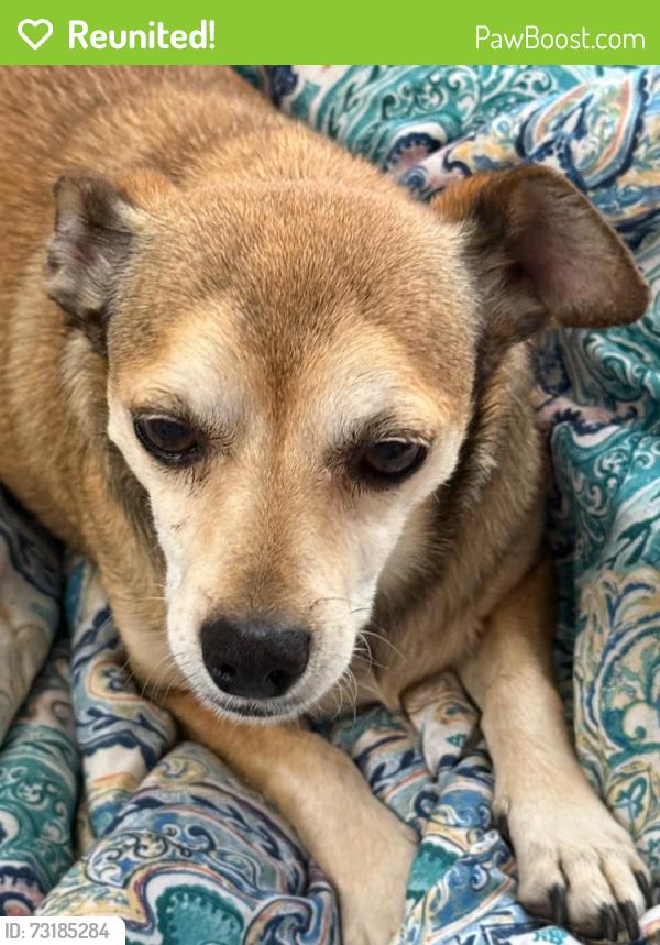 Reunited Male Dog last seen Paradise hills park, Paradise Hills, NM 87114