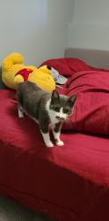 Reunited Female Cat last seen South Park and Fenwick, Halifax, NS B3H 2W7