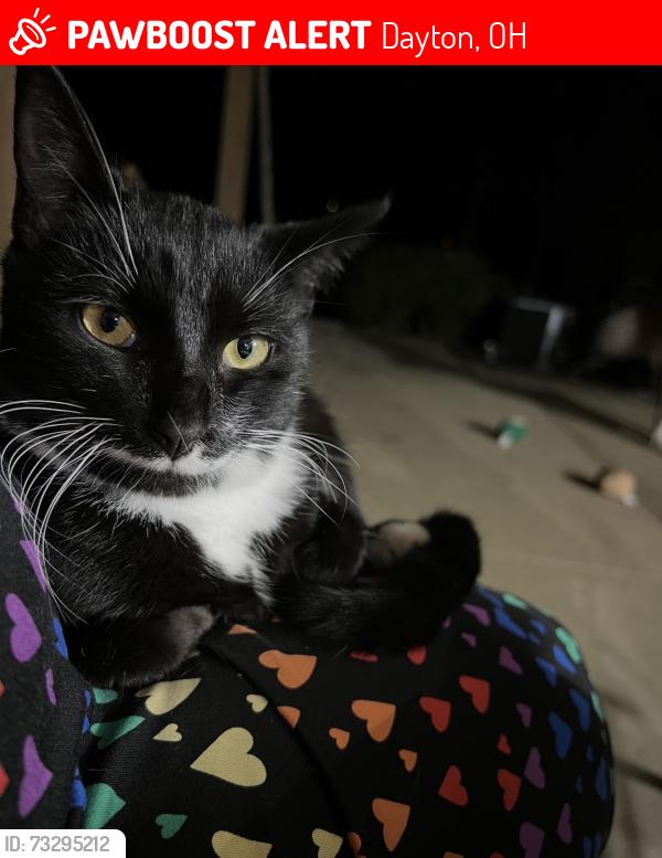 Lost Female Cat last seen Kenwick, Lenox, Foxridge, Strathmoor, Dayton, OH 45429