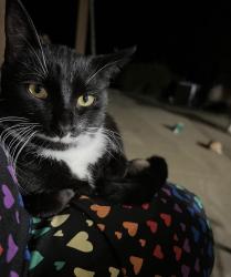 Lost Female Cat last seen Kenwick, Lenox, Foxridge, Strathmoor, Dayton, OH 45429