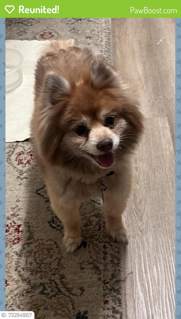 Reunited Male Dog last seen Silver Rose, Selma, TX 78154, USA, Selma, TX 78154