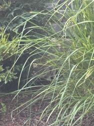 Found/Stray Unknown Cat last seen SW 174th Loop, Sherwood, OR 97140