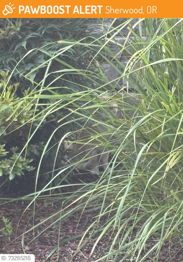 Found/Stray Unknown Cat last seen SW 174th Loop, Sherwood, OR 97140