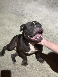 Found/Stray Male Dog last seen Carlisle Ave, Lexington, KY 40505
