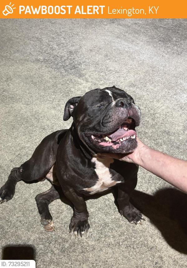 Found/Stray Male Dog last seen Carlisle Ave, Lexington, KY 40505