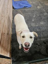 Reunited Male Dog last seen Private rd 104, Elbert County, CO 80116
