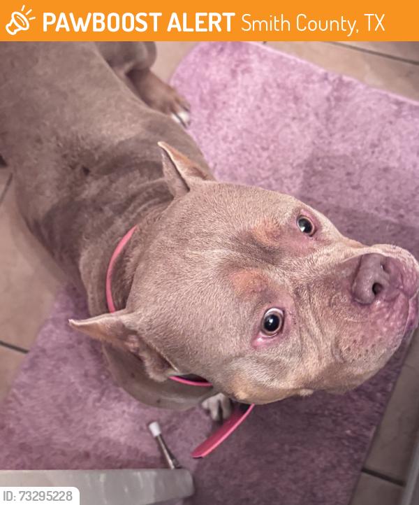 Found/Stray Female Dog last seen US 69 South by Meadowview Ln, Smith County, TX 75762