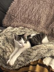 Reunited Male Cat last seen Creekwood drive, Craigieburn, VIC 3064