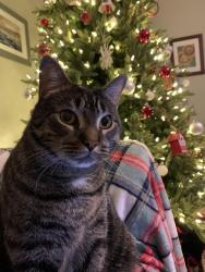 Lost Male Cat last seen President Ave, Lancaster, PA 17603