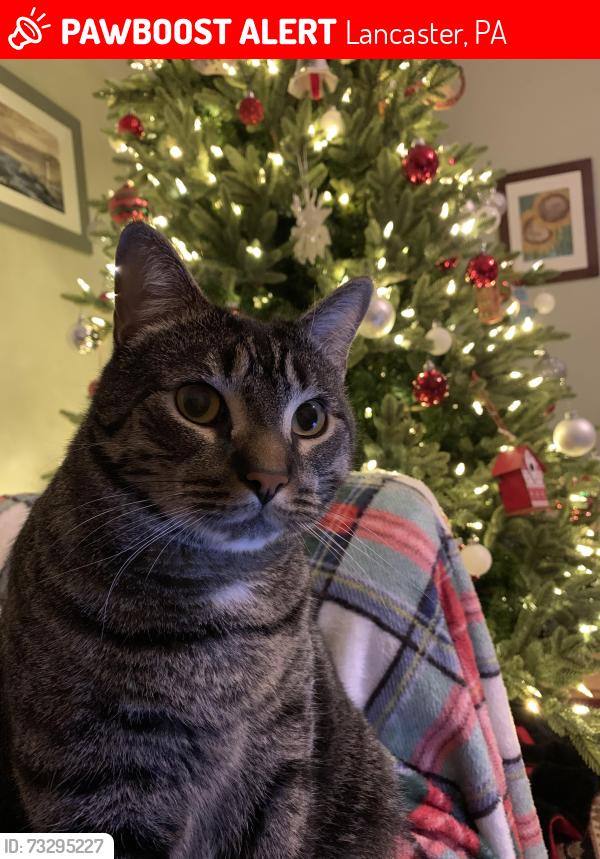 Lost Male Cat last seen President Ave, Lancaster, PA 17603