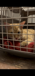 Found/Stray Male Cat last seen 46th & Troost, Tulsa, OK 74105