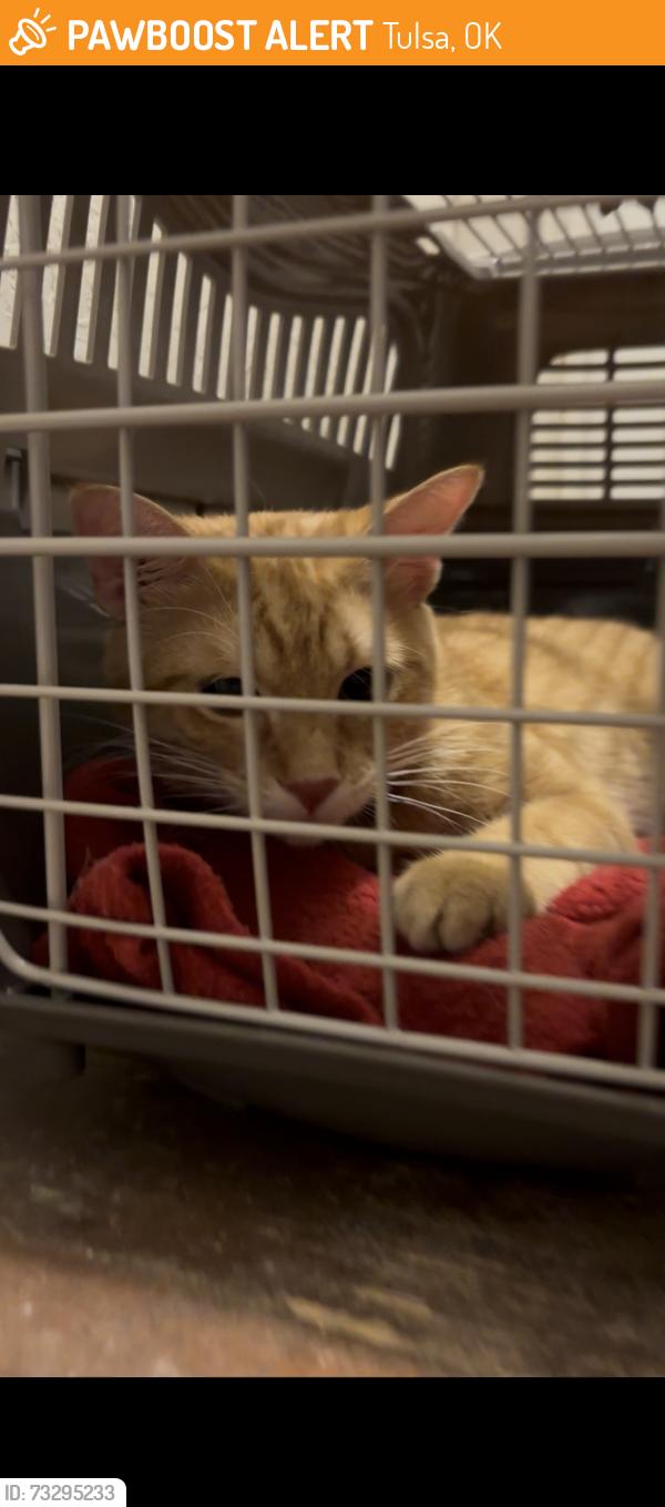 Found/Stray Male Cat last seen 46th & Troost, Tulsa, OK 74105