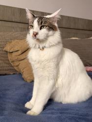 Reunited Male Cat last seen Sawgrass reserve blvd, Orlando, FL 32824