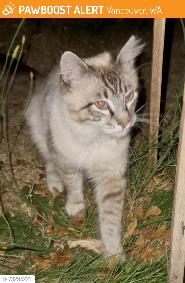 Found/Stray Unknown Cat last seen Chase Bank on Hazel Dell Ave, Vancouver, WA 98665