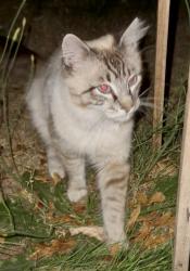 Found/Stray Unknown Cat last seen Chase Bank on Hazel Dell Ave, Vancouver, WA 98665