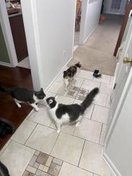 Reunited Female Cat last seen Kings Grant- Virginia Ct, Evesham, NJ 08053