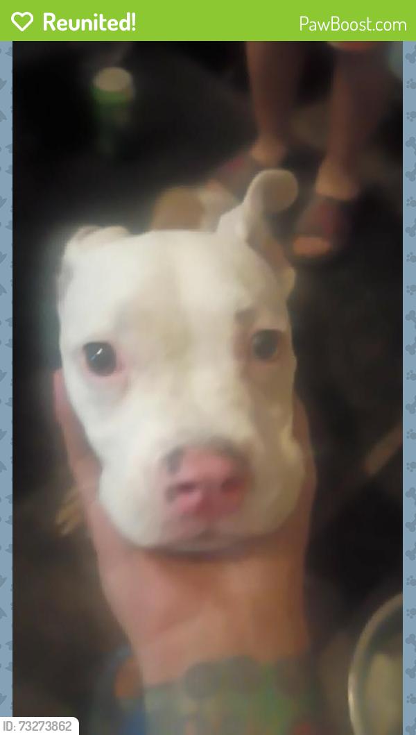 Reunited Female Dog last seen Talbert St, Cincinnati, OH 45205, USA, Cincinnati, OH 45205