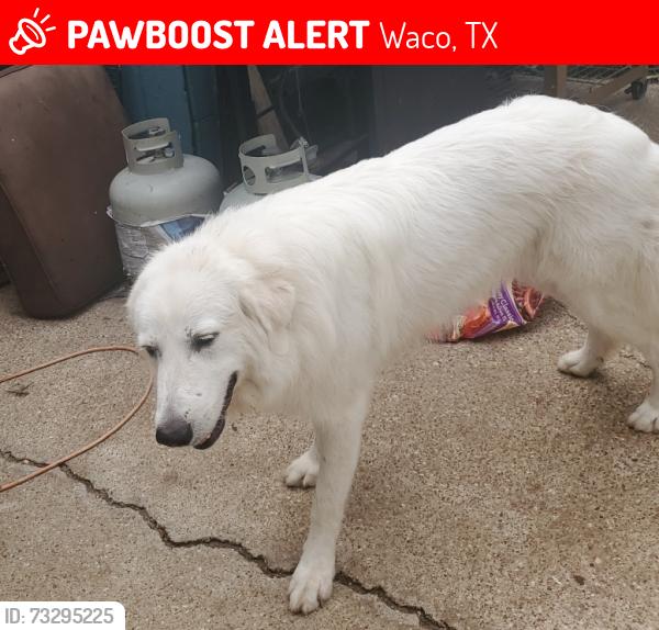 Lost Female Dog last seen Park lake an McArthur, Waco, TX 76708