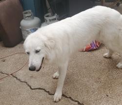 Lost Female Dog last seen Park lake an McArthur, Waco, TX 76708