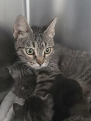 Shelter Stray Female Cat last seen , , CA, 1101 29th Ave, Oakland, CA 94601, USA