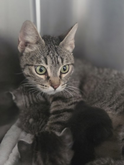 Shelter Stray Female Cat last seen , , CA, 1101 29th Ave, Oakland, CA 94601, USA