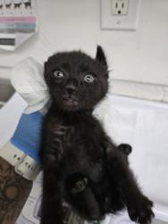 Shelter Stray Male Cat last seen , , CA, 1101 29th Ave, Oakland, CA 94601, USA