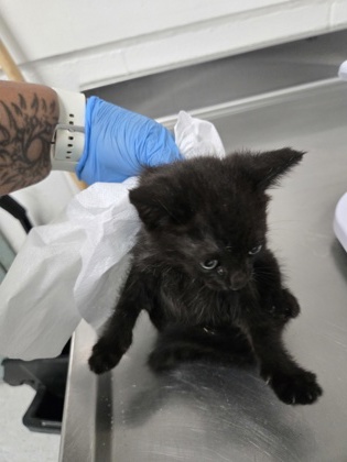Shelter Stray Male Cat last seen , , CA, 1101 29th Ave, Oakland, CA 94601, USA