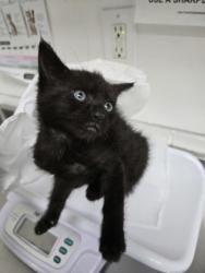 Shelter Stray Female Cat last seen , , CA, 1101 29th Ave, Oakland, CA 94601, USA