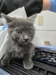 Shelter Stray Male Cat last seen , , CA, 1101 29th Ave, Oakland, CA 94601, USA