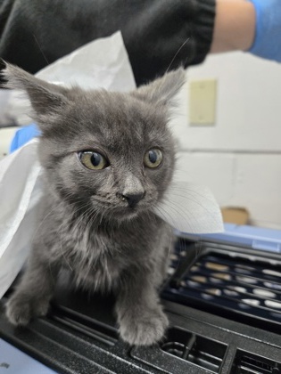 Shelter Stray Male Cat last seen , , CA, 1101 29th Ave, Oakland, CA 94601, USA