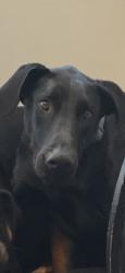 Reunited Female Dog last seen Rogers Rd and High Shoals Drive, Monroe, NC 28079