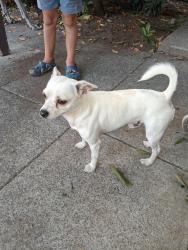 Found/Stray Male Dog last seen Near 155th st ct e Puyallup,Wa, Puyallup, WA 98375