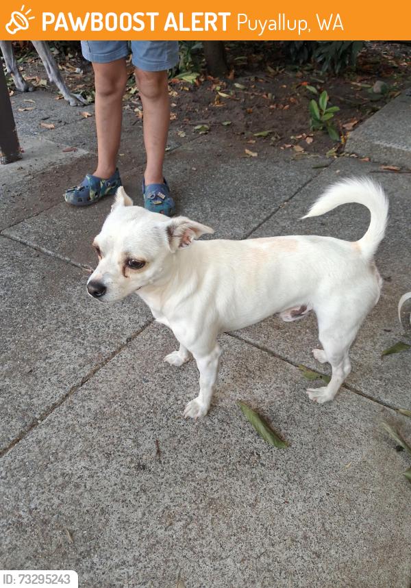 Found/Stray Male Dog last seen Near 155th st ct e Puyallup,Wa, Puyallup, WA 98375