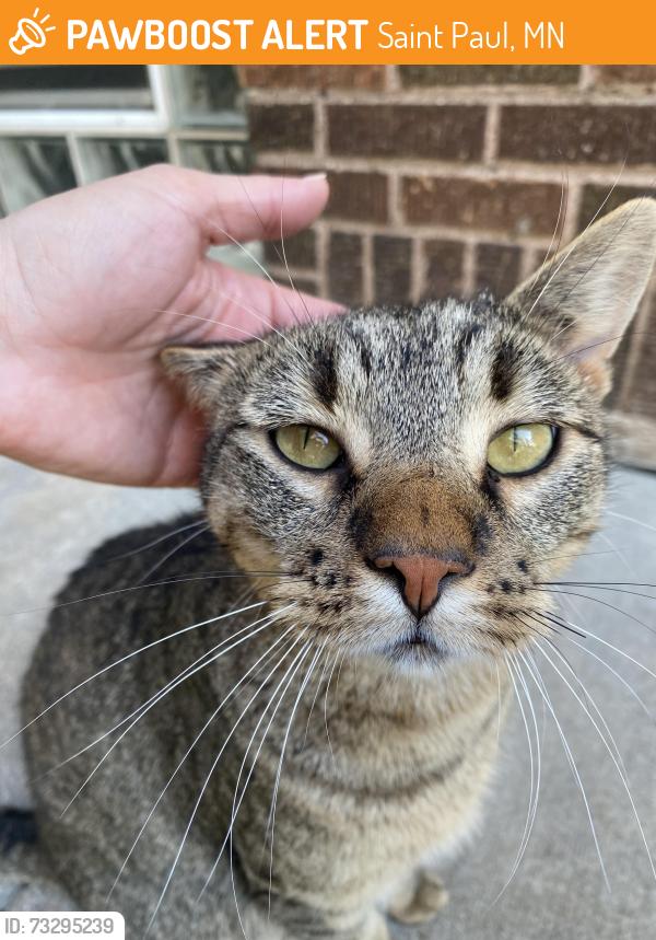 Found/Stray Unknown Cat last seen Jessie St & Maryland Ave, Saint Paul, MN 55130