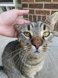 Found/Stray Unknown Cat last seen Jessie St & Maryland Ave, Saint Paul, MN 55130