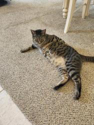 Lost Male Cat last seen Honeygold lane & Pippen Summerset one Brentwood 94513, Brentwood, CA 94513