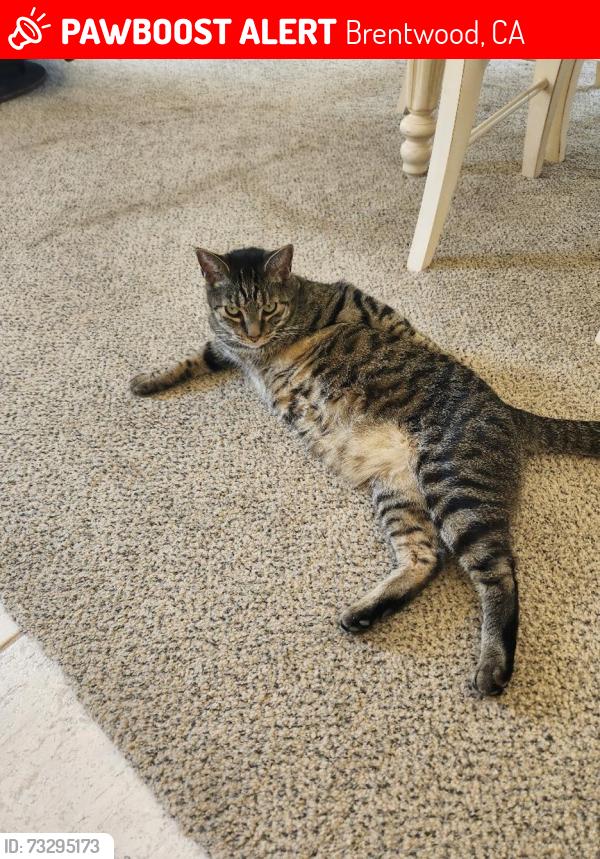 Lost Male Cat last seen Honeygold lane & Pippen Summerset one Brentwood 94513, Brentwood, CA 94513