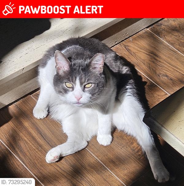 Lost Male Cat last seen Canterbury Heights, Cranberry Township, PA 16066