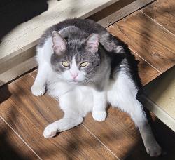 Lost Male Cat last seen Canterbury Heights, Cranberry Township, PA 16066