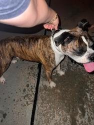Reunited Male Dog last seen Dowdell and Kurkendayl, Tomball, TX 77375