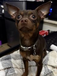 Reunited Male Dog last seen Near TX-16, San Antonio, TX 78224, USA, San Antonio, TX 78224