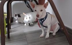 Reunited Female Dog last seen Democracy and Anthem Highlands Dr, Henderson, NV 89044